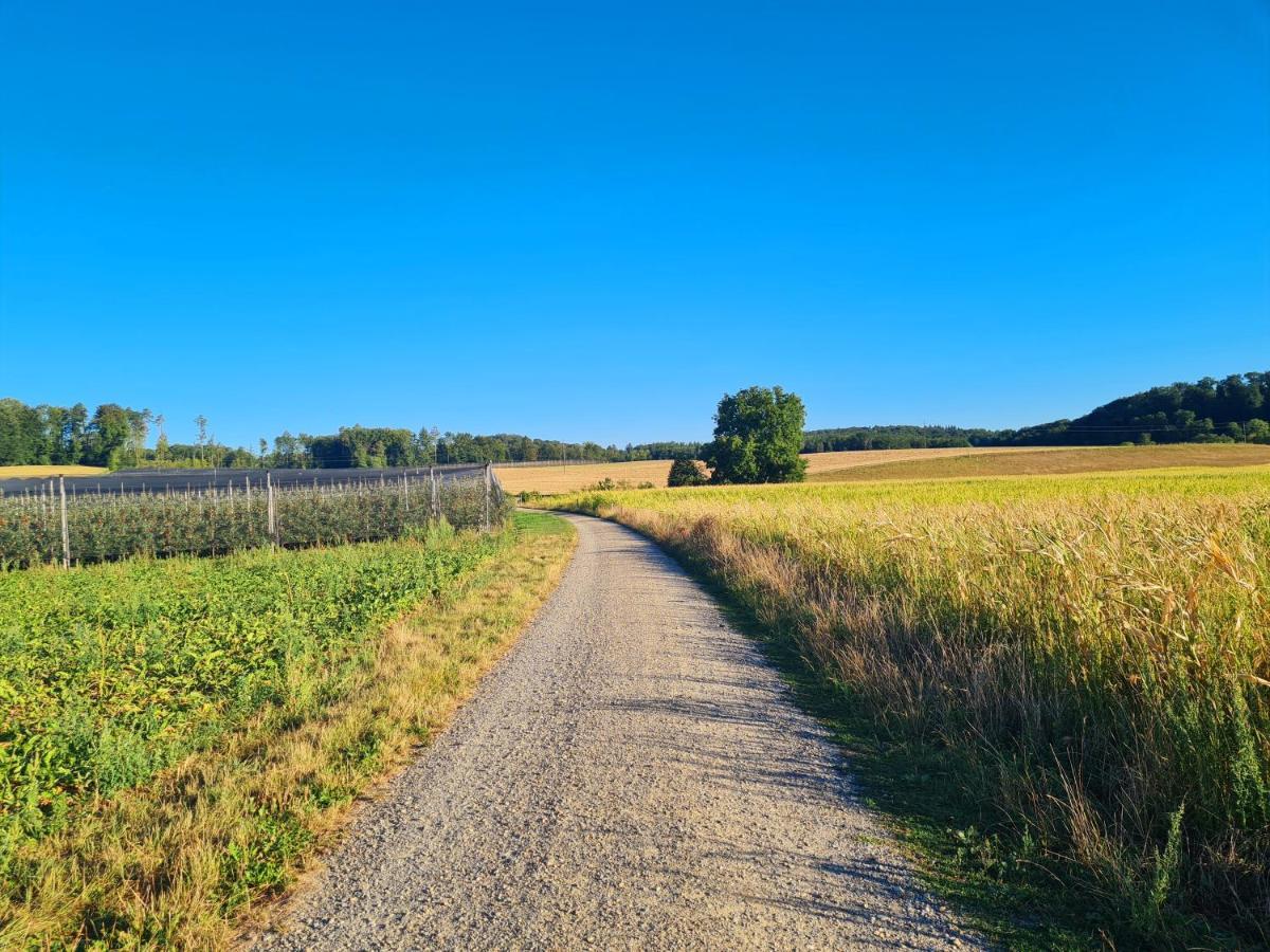 Ferienwohnung Rheinblick In Buesingen -Keine Monteure- Busingen Eksteriør bilde